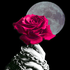 MoonAndRose için avatar