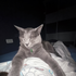 Avatar for Shutter_kat