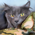 Avatar de Shaythecat4474