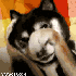 Avatar for ShavratH