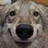 legoharu için avatar