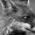 Avatar for Fox_koks
