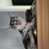 Avatar for catboost