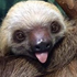 Avatar de Slothzilla