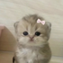singhchinmayy 的头像