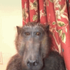 hurppe için avatar