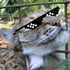 Avatar di Koli0842