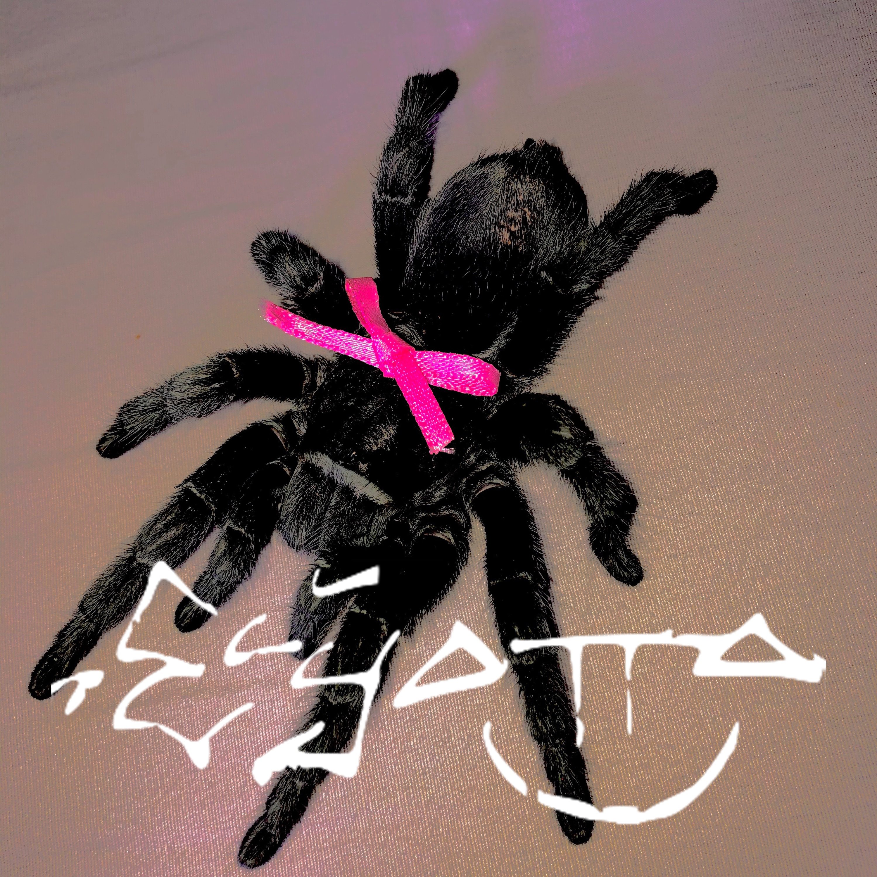 Image of ElyOtto